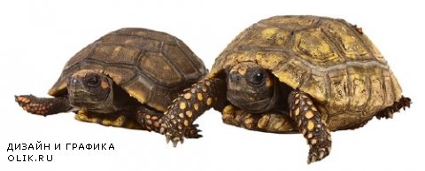 Мега коллекция №12: Черепахи