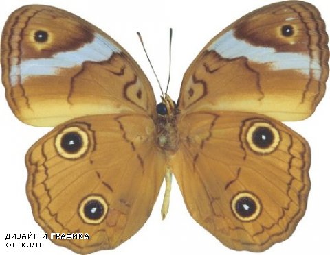 Мега коллекция №16: Бабочки и мотыльки