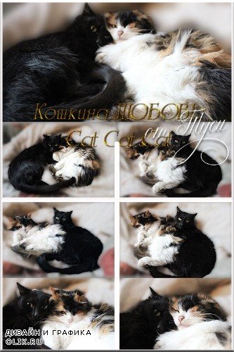 Кошкина любовь / Cat's love