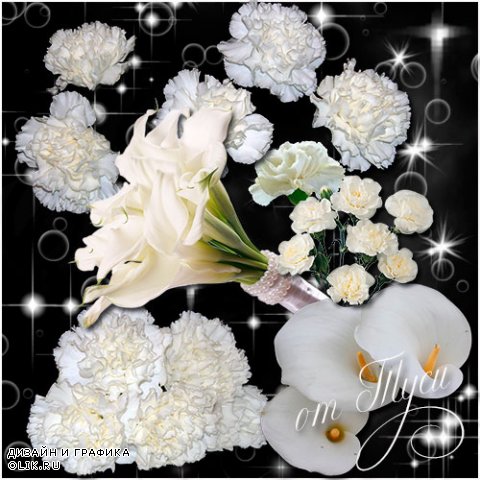 Клипарт - Белые цветы / Clipart - White flowers