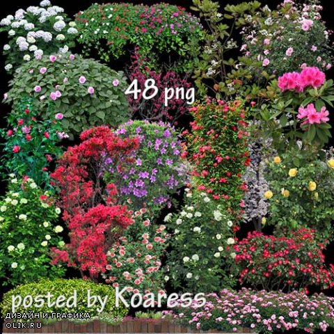 Png клипарт для фотошопа - Цветущие деревья, кустарники, живые изгороди