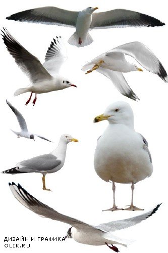 Птицы: Чайка (подборка изображений) прозрачный фон