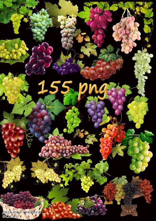 Клипарт PNG на прозрачном фоне - Виноград и виноградная лоза