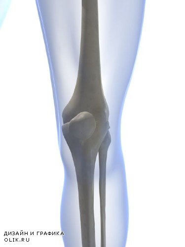 Анатомия человека: Скелет, кости, позвоночник (подборка изображений)