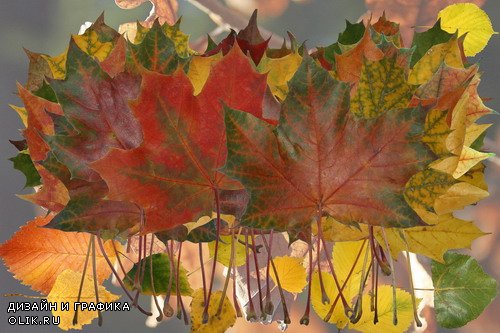 Клипарт Осенний листопад - набор листьев