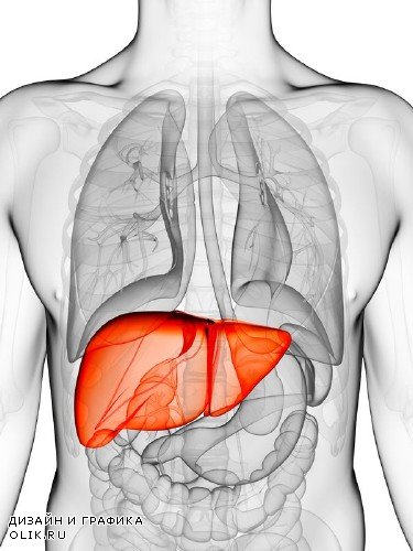 Анатомия человека: Внутренние органы (пдобрка изображений)