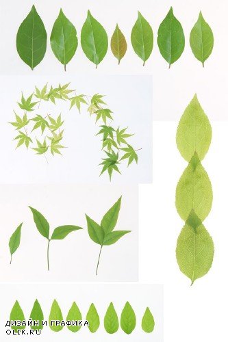 Листья растений (большая подборка)
