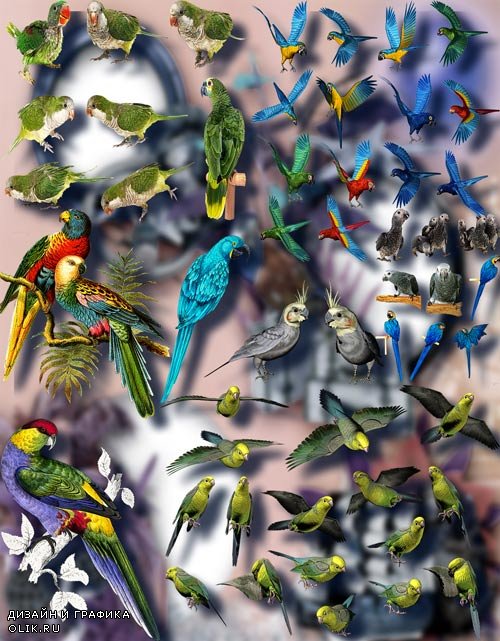 Клипарты для фотошопа на прозрачном фоне - Цветные попугаи