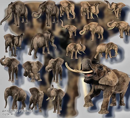 Растровые клипарты - Африканские слоны