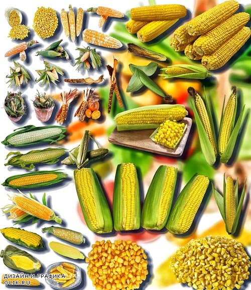 Клип-арты png - Сладкая кукуруза