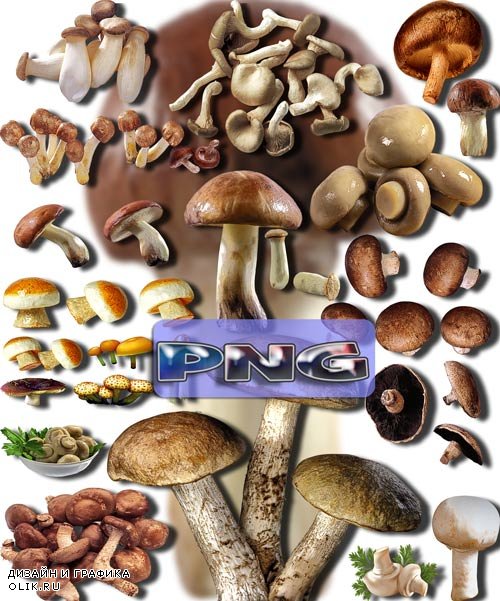 Клип-арты png - Съедобные грибы