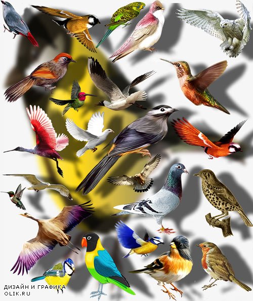 Растровые клип-арты - Цветные птицы