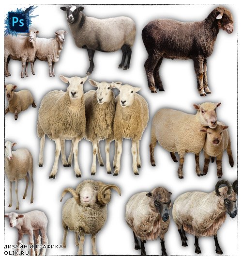 Клипарты на прозрачном фоне - Овцы