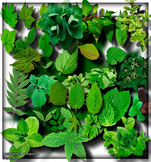 Клиапрты на прозрачном фоне - Зеленые листья