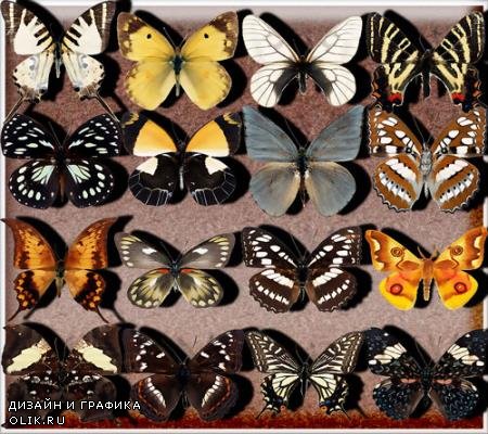 Png клипарты - Бабочки разных видов
