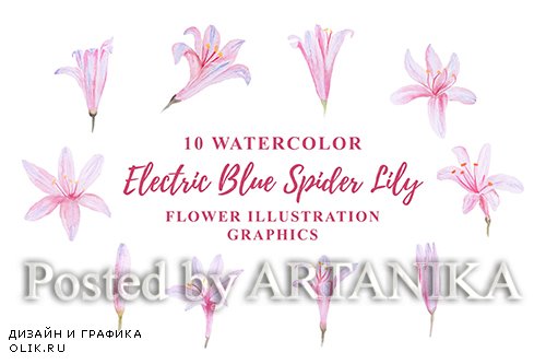 10 Watercolor Electric Blue Spider Lily Flower
