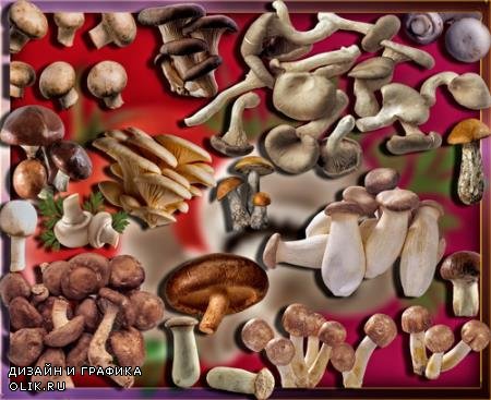 Растровые клипарты для фоторамок - Осенние грибы