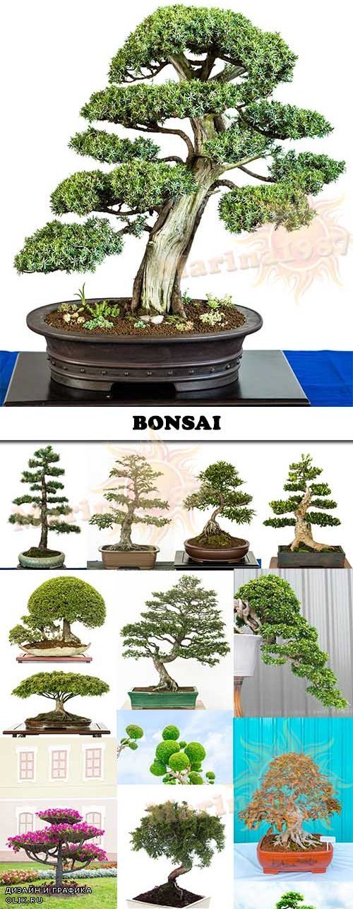 Bonsai