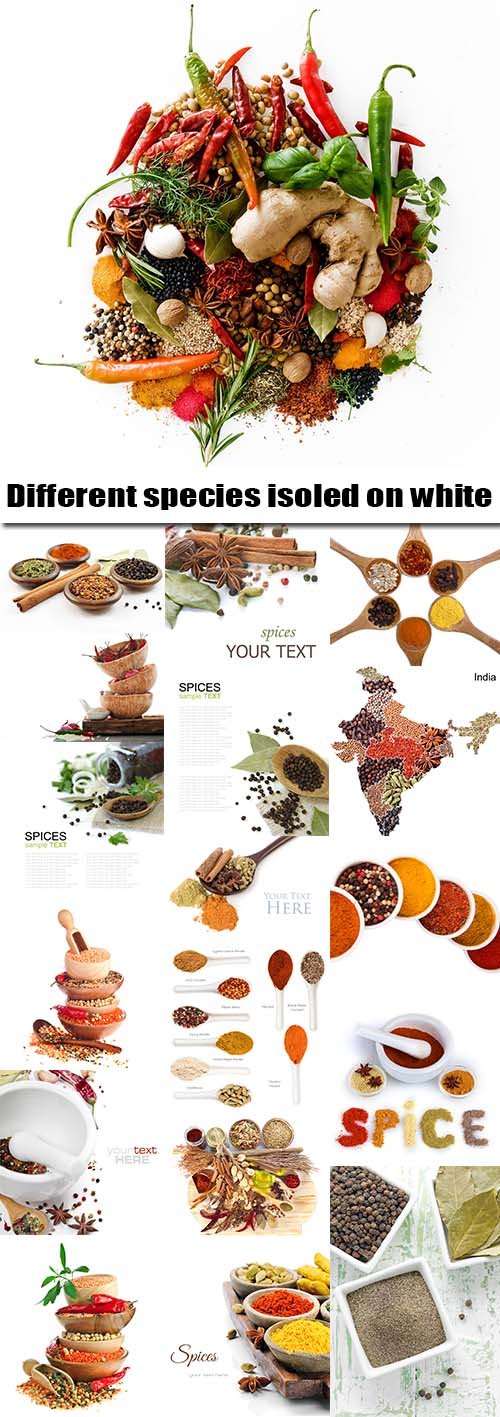 Different species isoled on white - 25 HQ Jpg