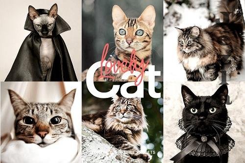 CreativeMarket - Lightroom Preset-Lovely Cat Theme 4973248 CreativeMarket - Lightroom Preset-Lovely Cat Theme 4973248