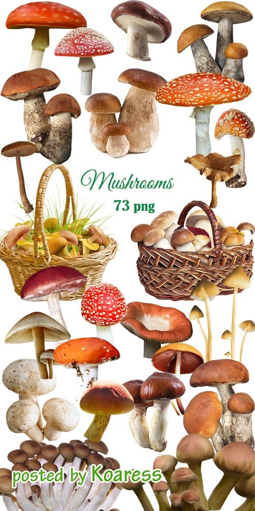 Клипарт png Лесные грибы -  Png clipart  Mushrooms
