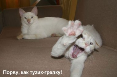 Весёлые кошки!