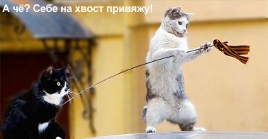 Весёлые кошки!