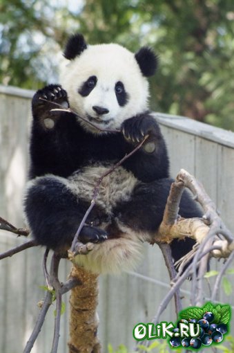 Панда - фотографии